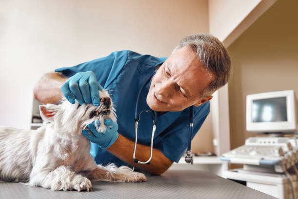 Best Emergency X-Rays and Diagnostics in West Alexandria, OH